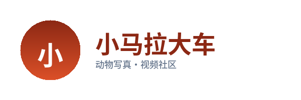 小马拉大车